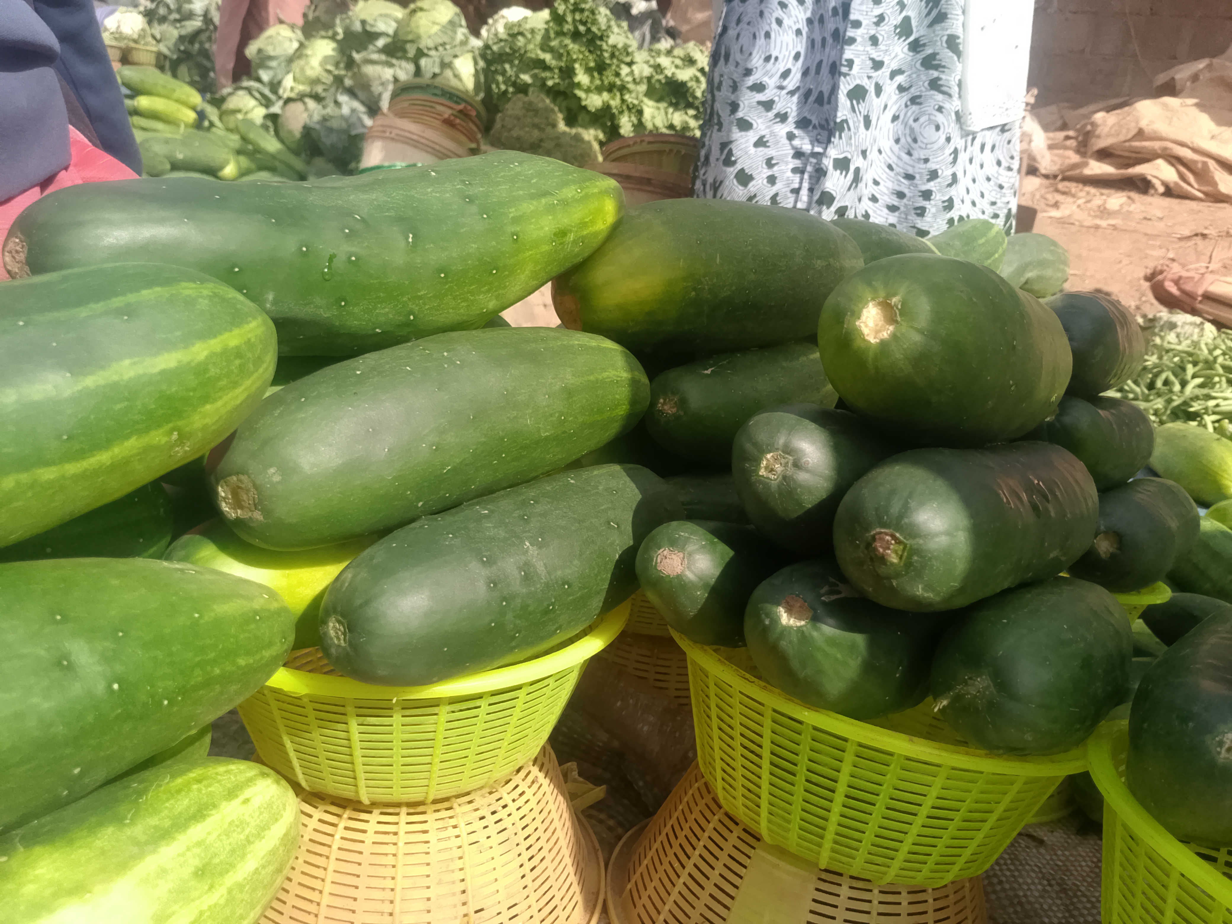 Cucumber (image credits: wikimedia)