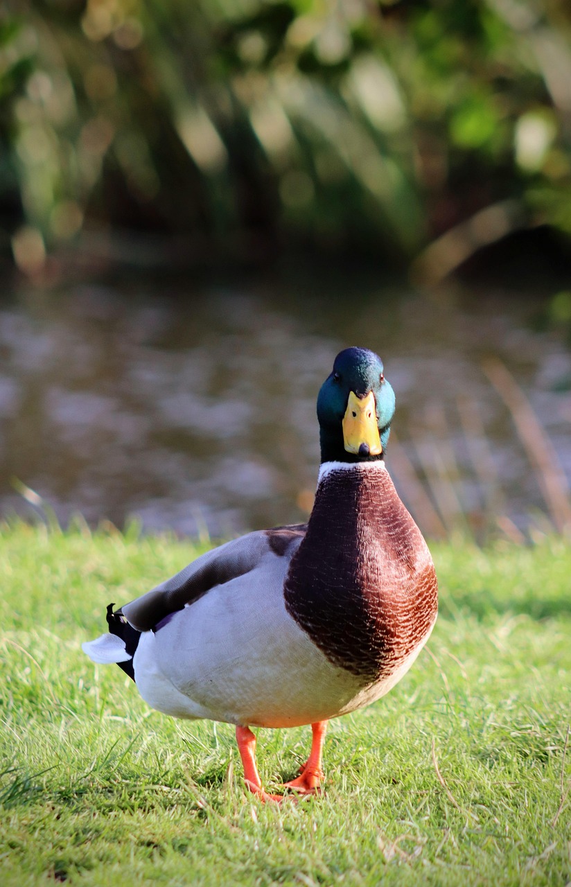 Wildfowl: More Than Just Turkey (image credits: pixabay)