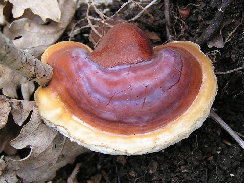 Reishi - Nature's Stress Buster (image credits: wikimedia)