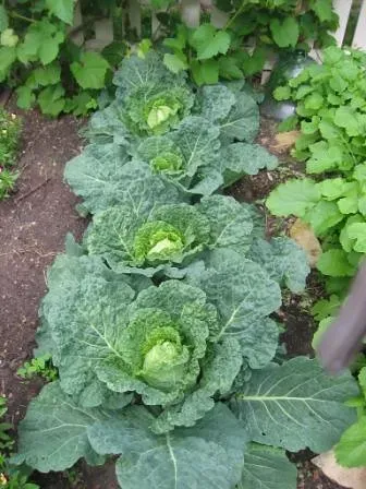 5. Cabbage: The Cruciferous Vegetable That Scientists Are Taking Very Seriously (Image Credits: Flickr)