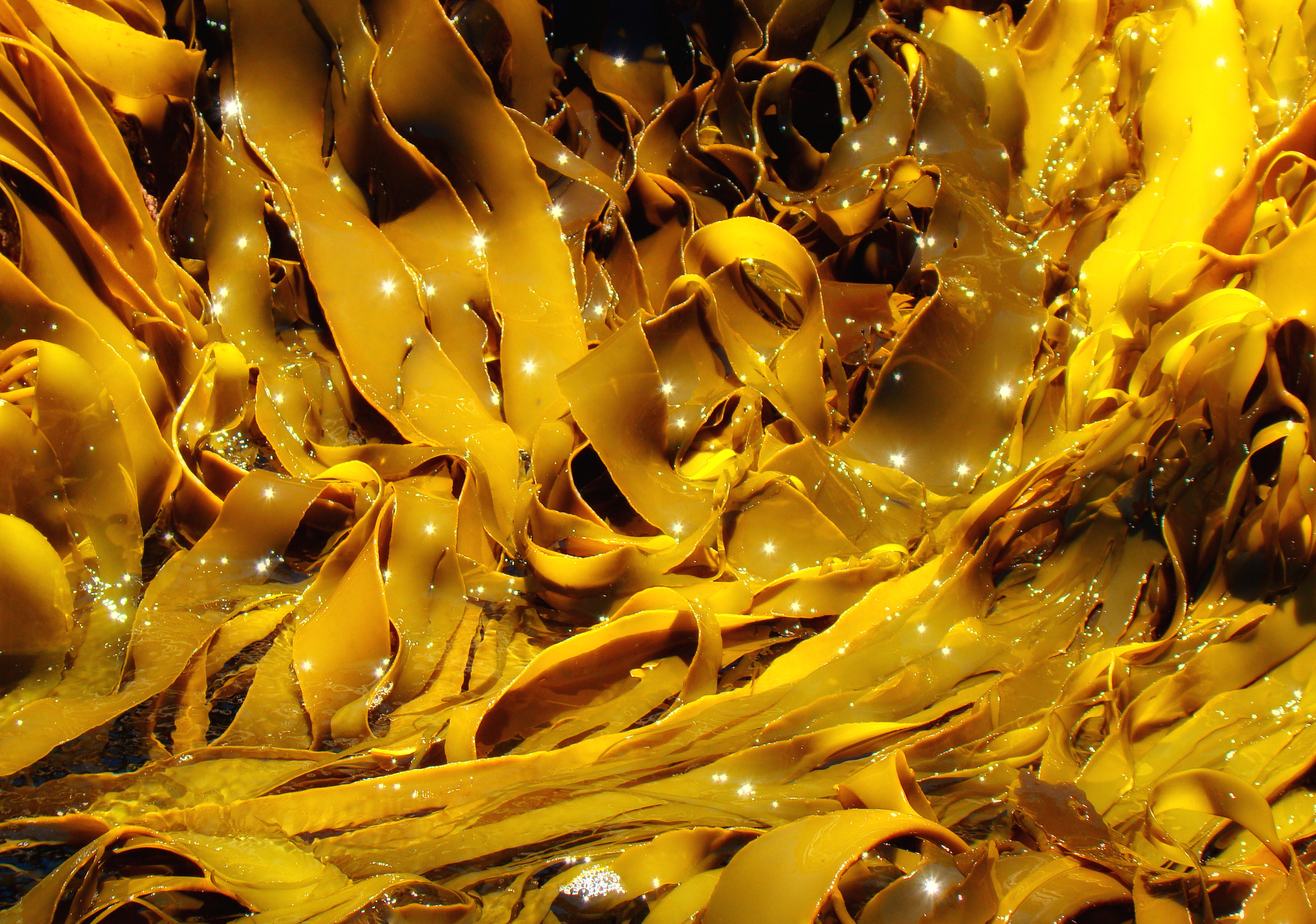 Kelp: The Ocean's Hidden Nutritional Goldmine (image credits: By Bjørn Christian Tørrissen, CC BY-SA 3.0, https://commons.wikimedia.org/w/index.php?curid=6515137)