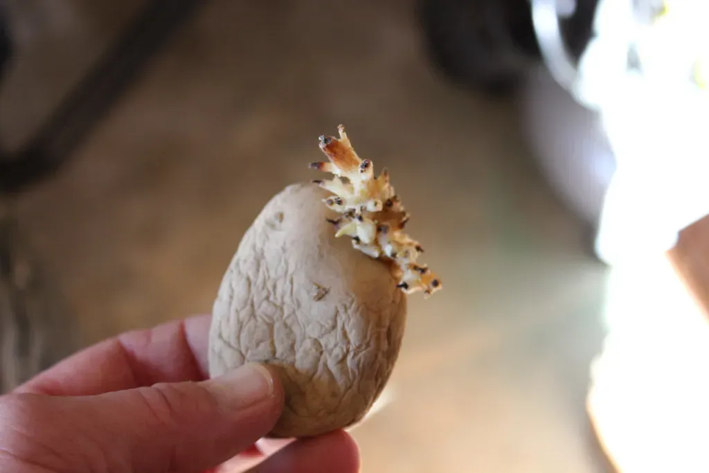 Open-Pollinated Seeds: The Architecture of Preservation (Image Credits: Flickr)