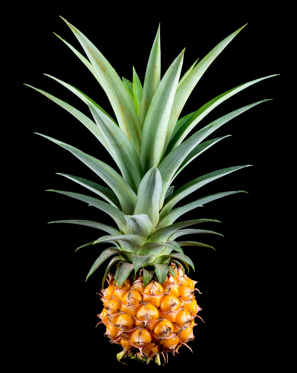 Pineapple: The Bromelain Bonus (image credits: pixabay)