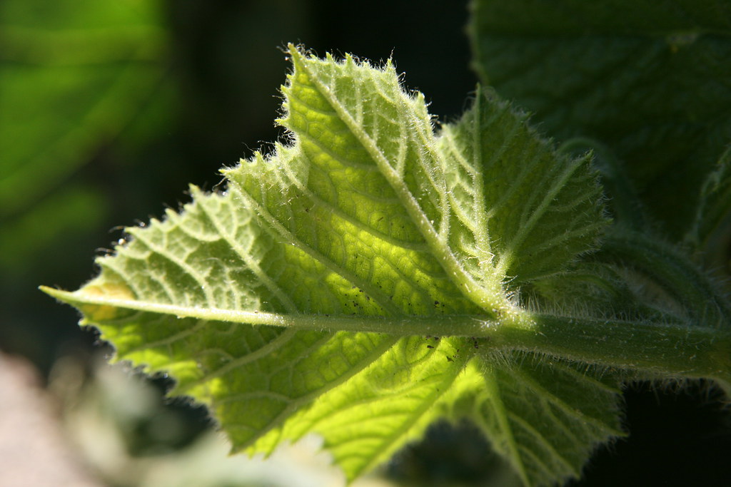 Pumpkin Leaves (image credits: flickr)