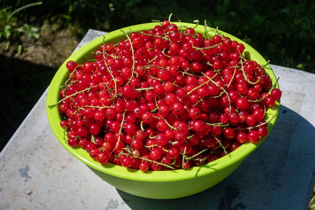 Cherries: The Anti-Inflammatory Fruit (image credits: rawpixel)
