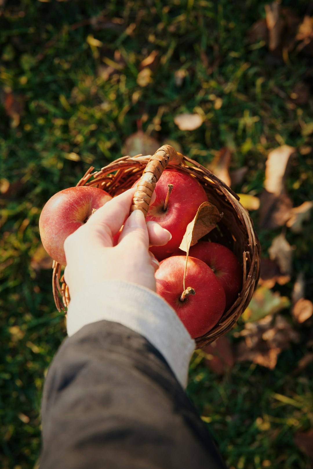 Apple Harvest Reaches Peak Quality (image credits: unsplash)