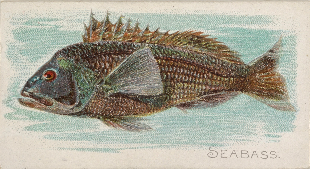Sea Bass: Half the Time, It's Not What You Think (image credits: rawpixel)