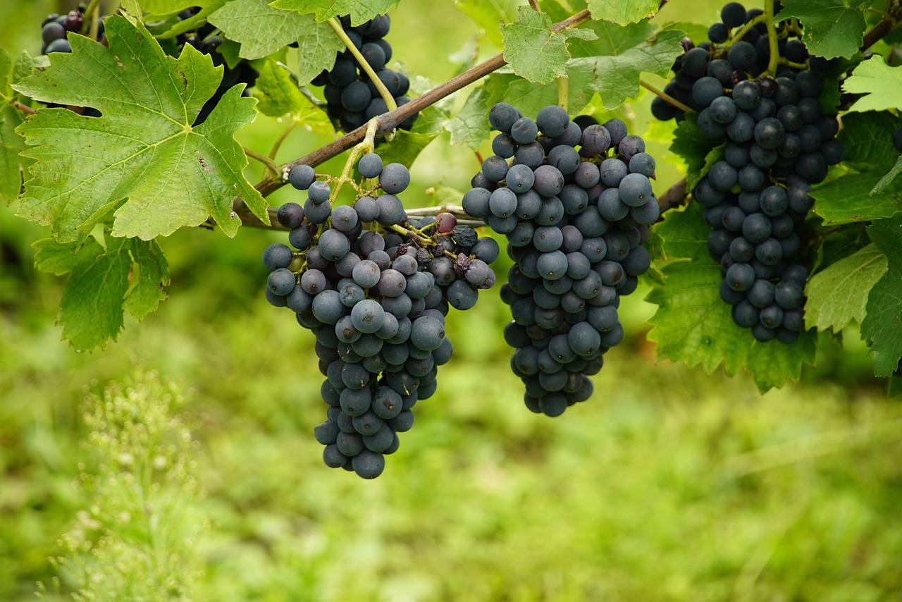 Grapes (image credits: pixabay)