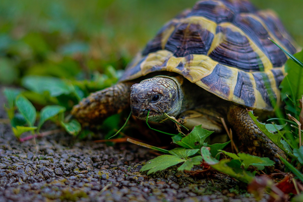 Eating Too Quickly Prevents Fullness Recognition (image credits: pixabay)