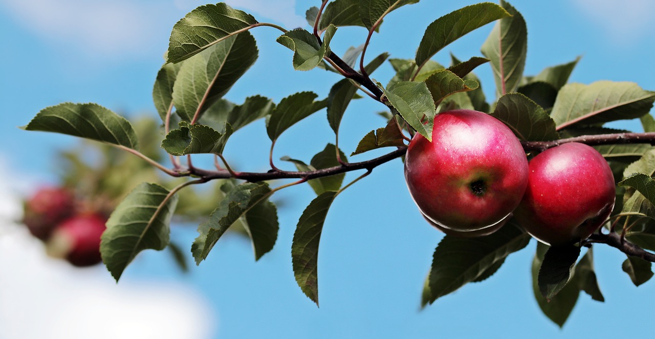 Apples: Quercetin for Neuron Protection (image credits: pixabay)