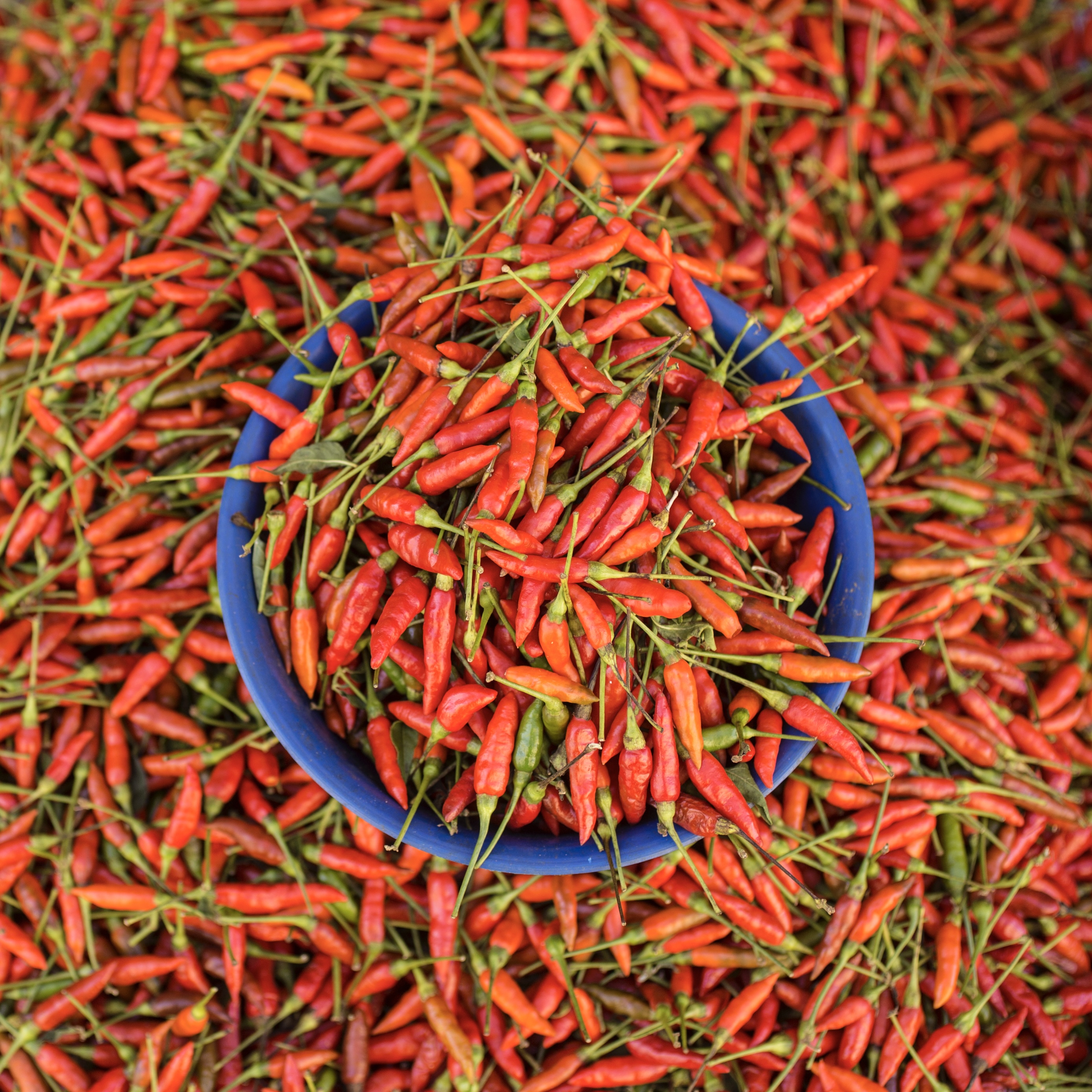 Chili Peppers: Spicing Up Local Agriculture (image credits: wikimedia)