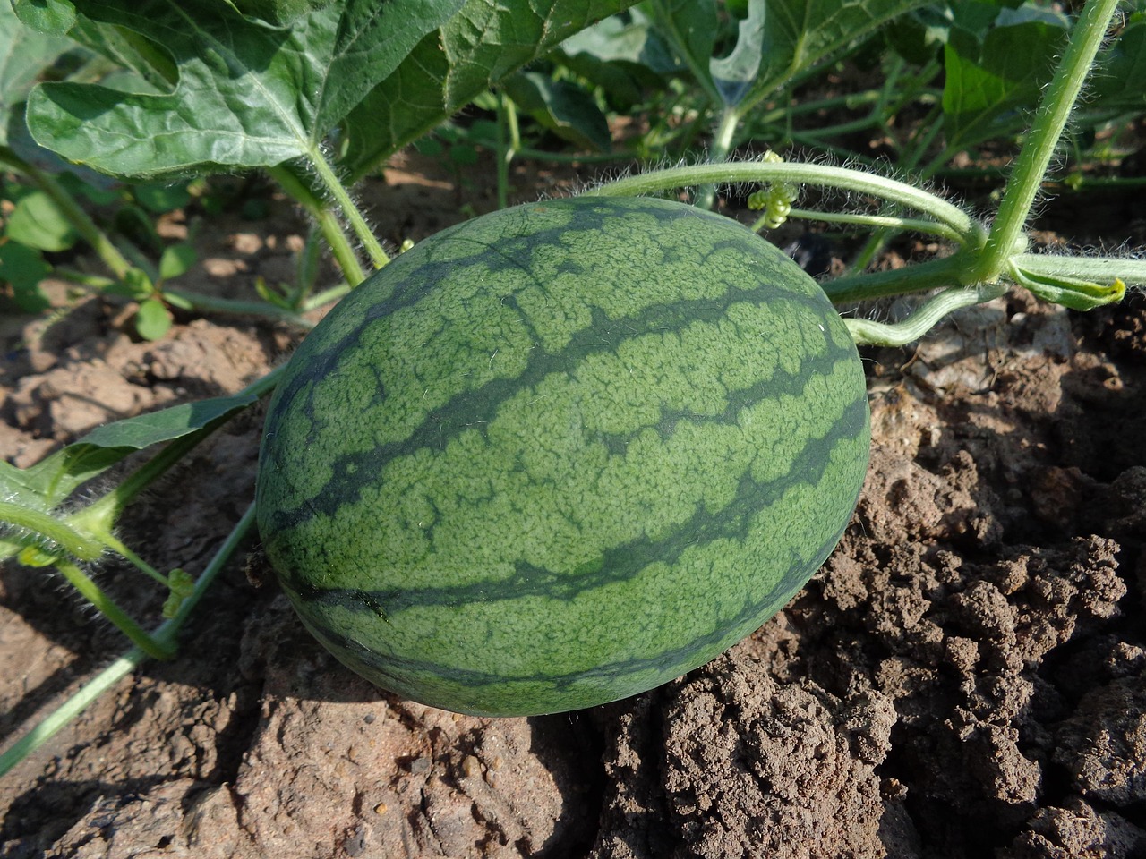 Iran Specializes in Watermelon Export Markets (Image Credits: Pixabay)