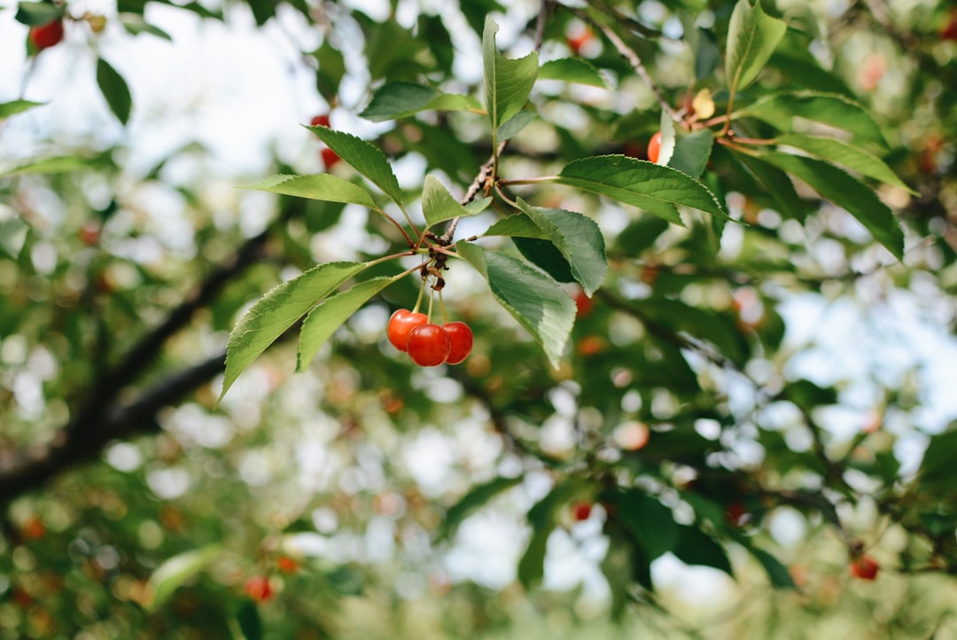 Cherries (Tart Cherries Preferred): A Surprising Ally (image credits: unsplash)