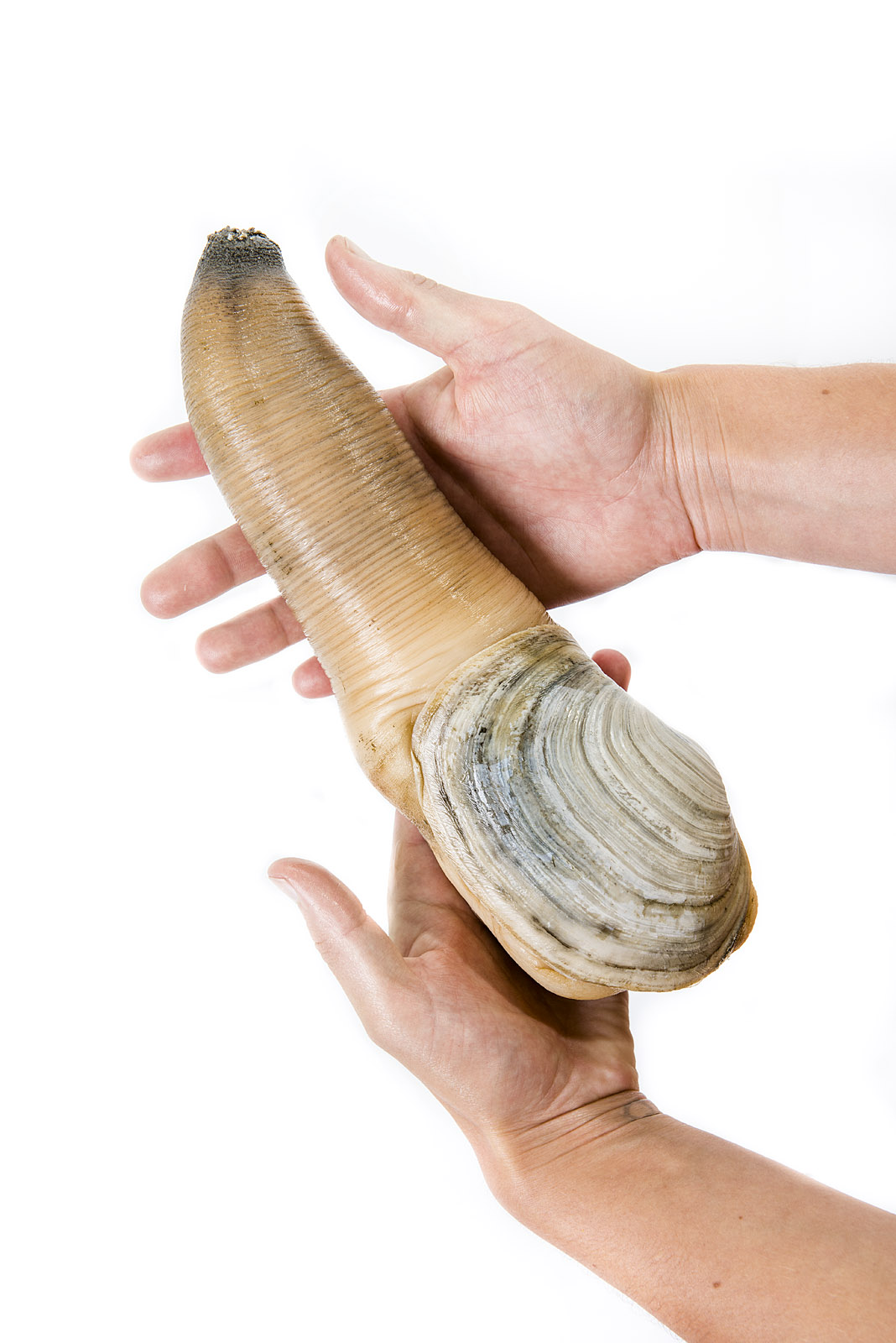 Geoduck Clam from Washington State - The Most Intimidating Seafood You'll Ever See (image credits: wikimedia)