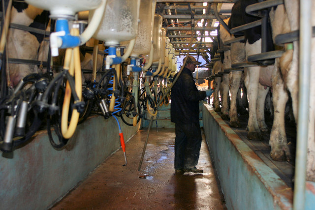 Organic Milk and the Reality of Dairy Farming (image credits: wikimedia)