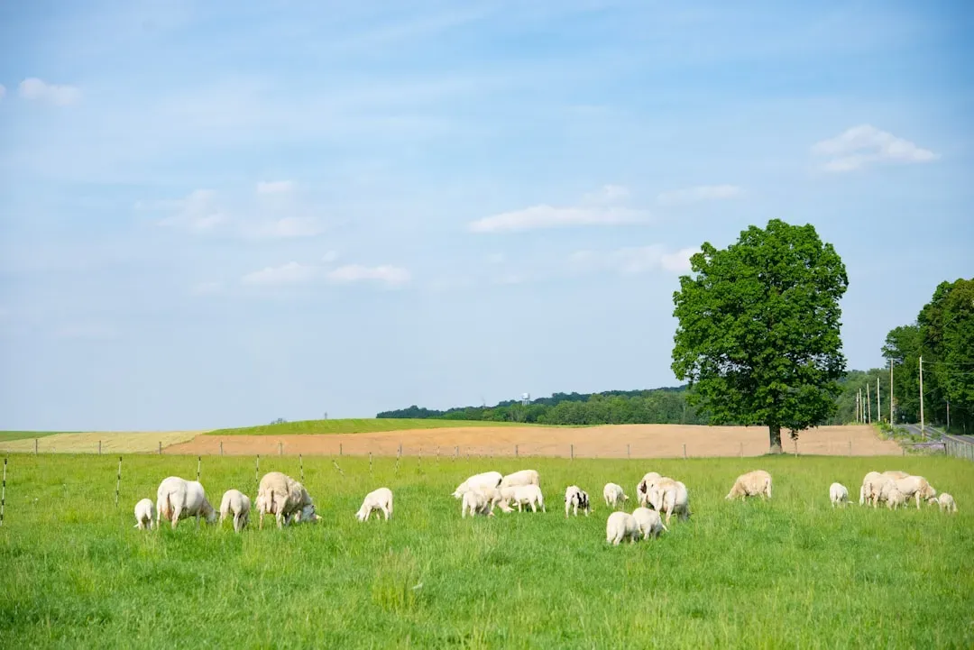 What Regenerative Beef Actually Means (Image Credits: Unsplash)