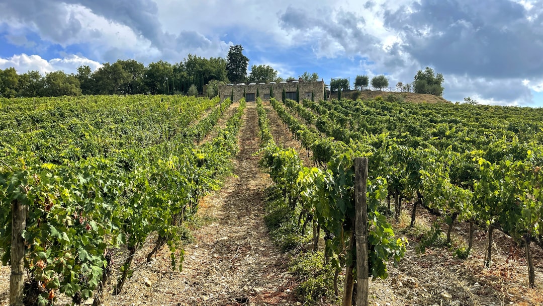 Unprecedented Heat Waves in Vineyards and Cocoa Farms (image credits: unsplash)