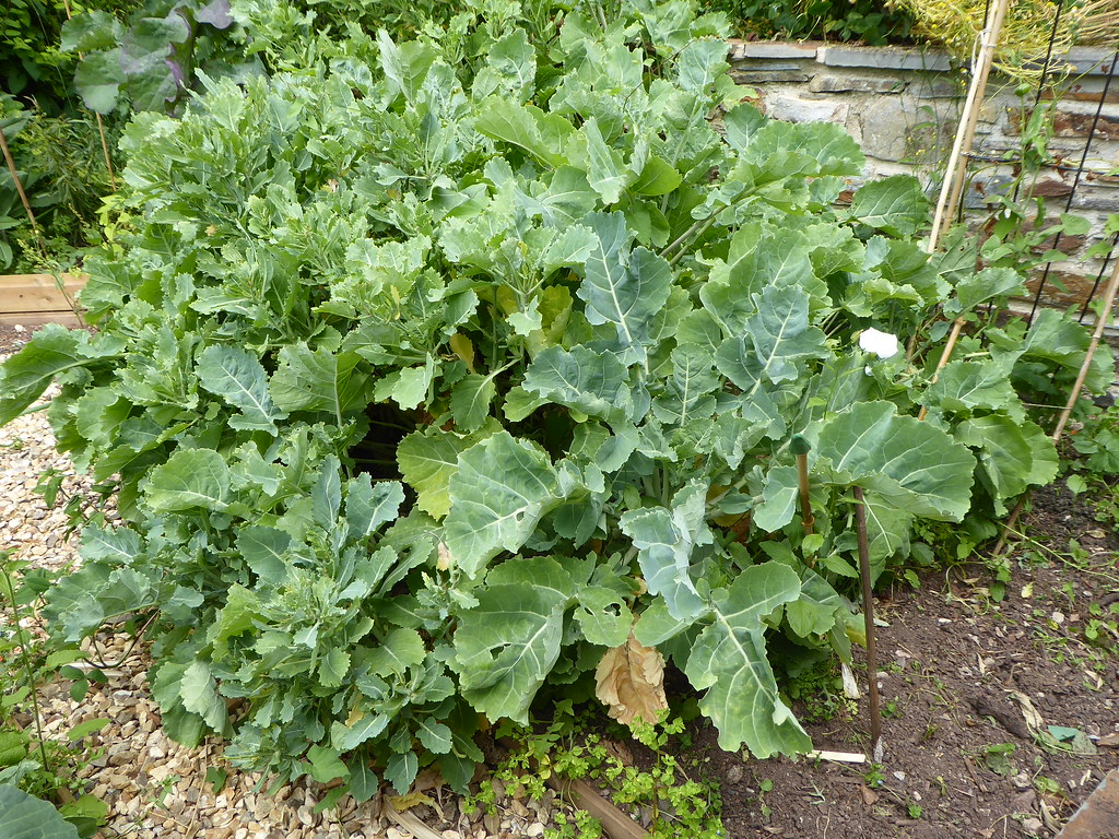 Daubenton Kale - The Perpetual Producer (Image Credits: Flickr)