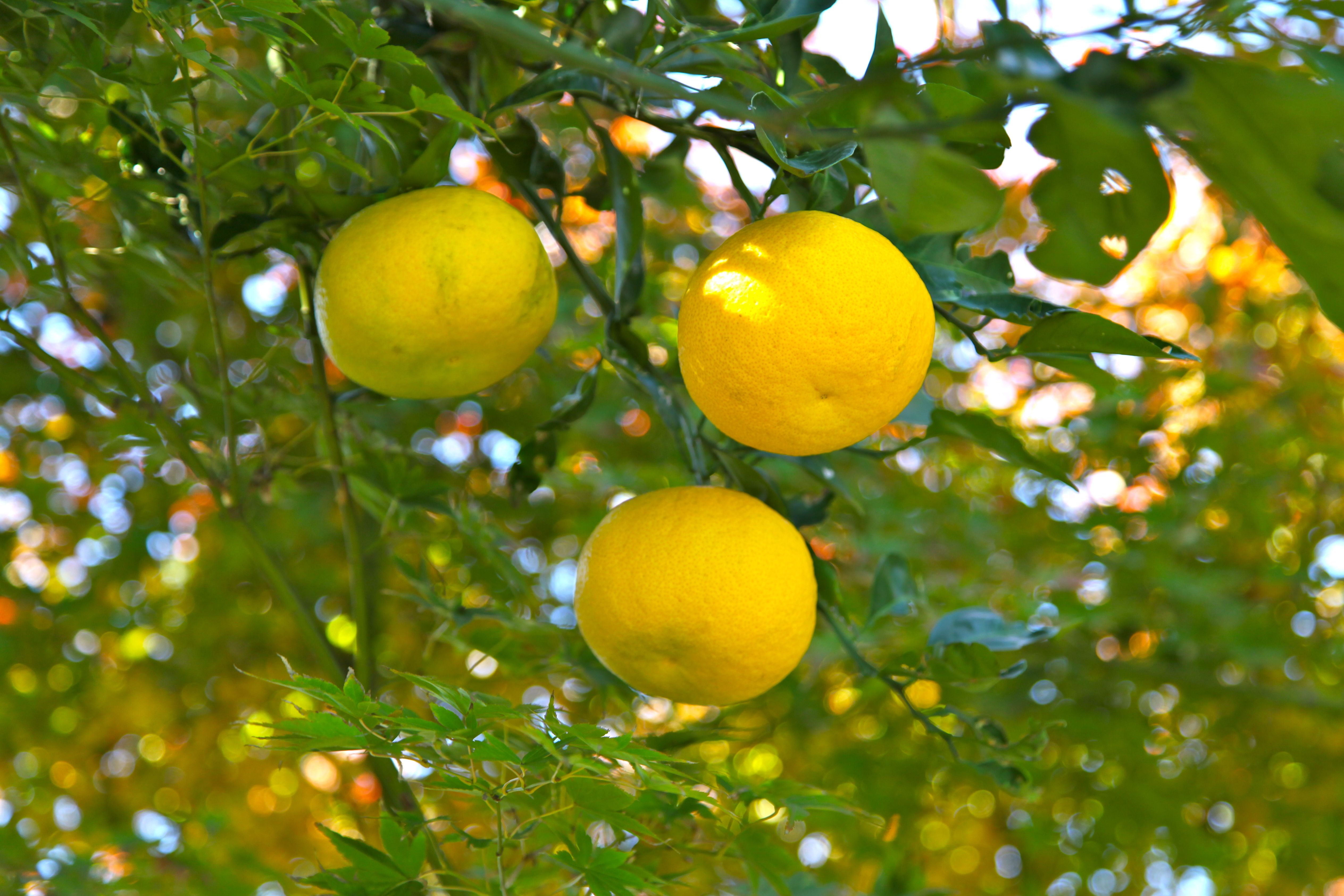 Nutritional Benefits of Yuzu (image credits: wikimedia)