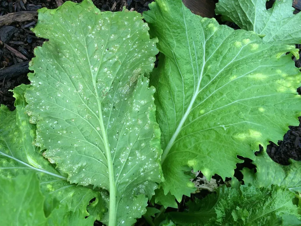 6. Vegetables: The Foundation of Gut Wellness (Image Credits: Flickr)