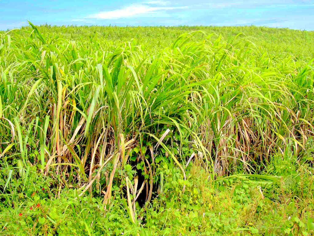 Sourcing Sugar Cane: A Crucial Decision Ahead (image credits: flickr)