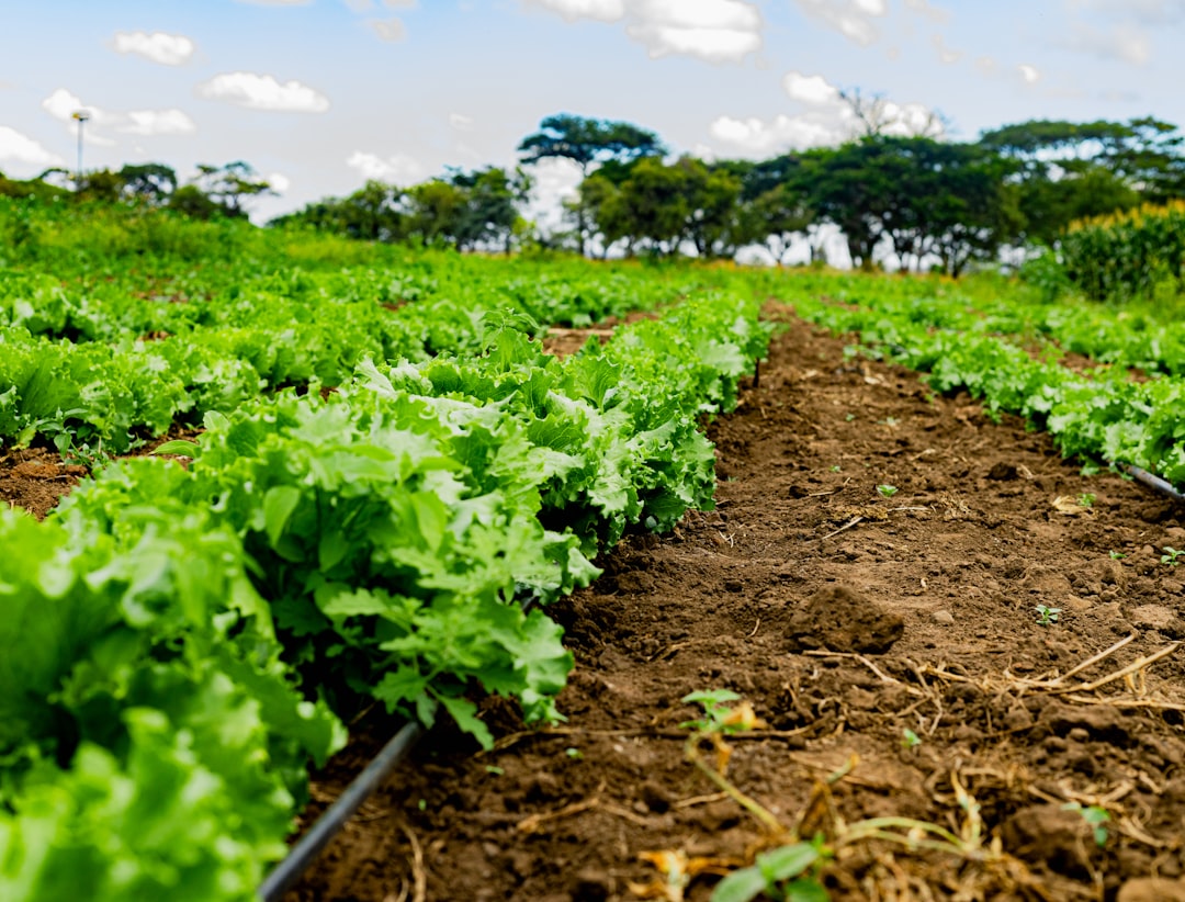 Farmland and Agricultural Assets (image credits: unsplash)