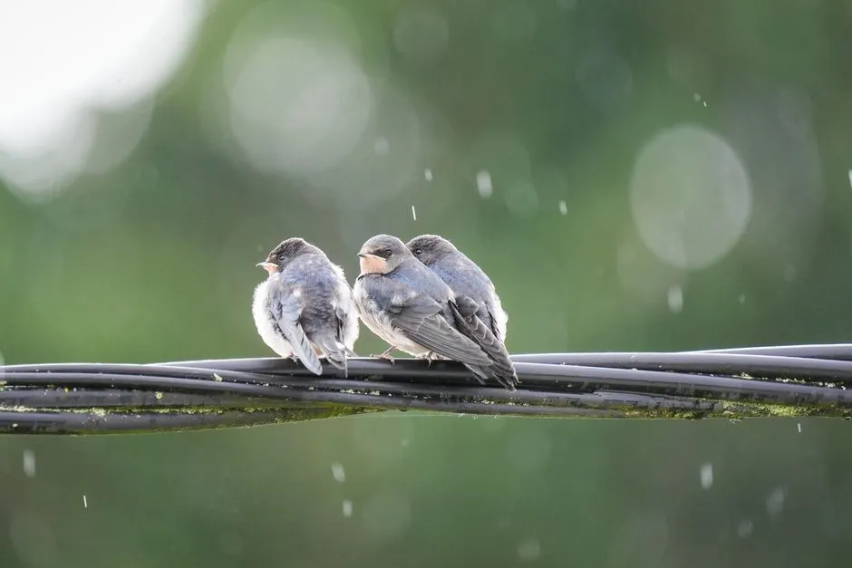 Swallows as Natural Weather Indicators (Image Credits: Pexels)