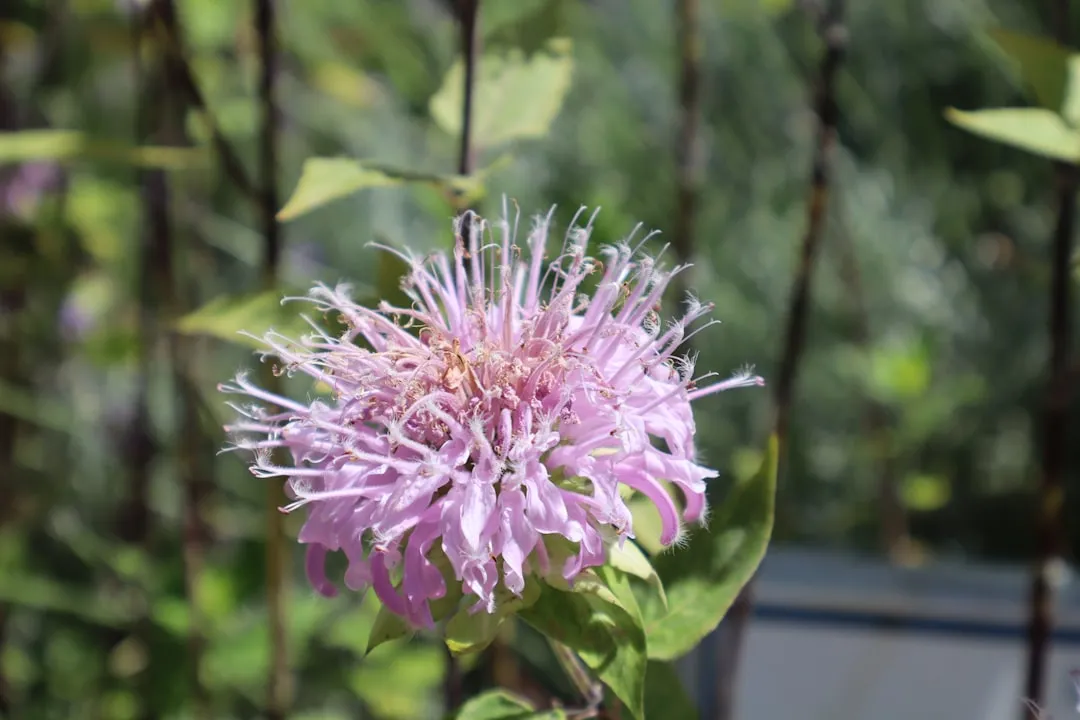 6. Bergamot oil (Image Credits: Unsplash)