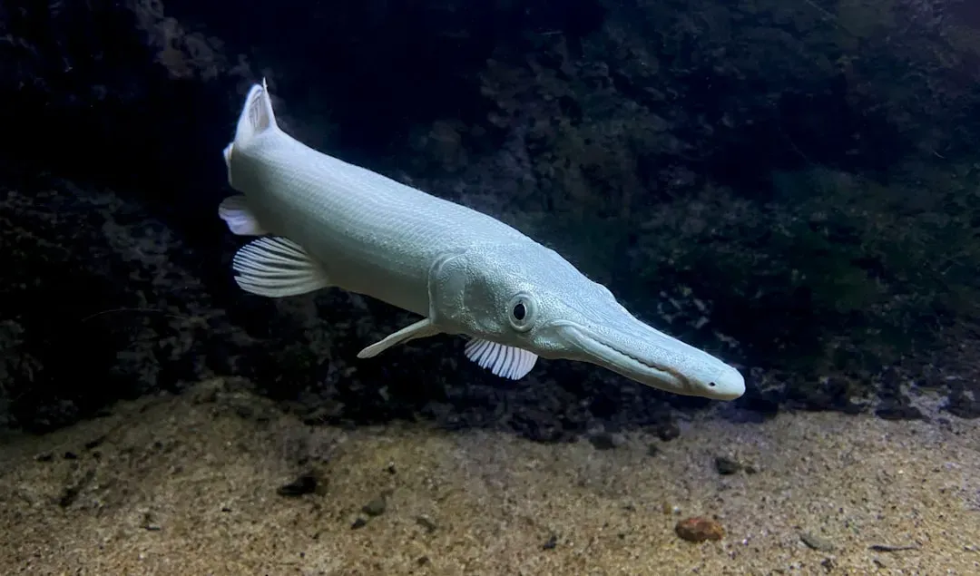 Alligator Gar: The Prehistoric Giant Fish (Image Credits: Unsplash)