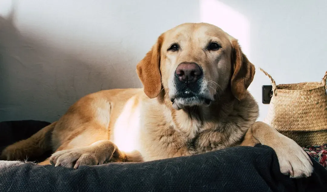 Labrador Retriever (Image Credits: Unsplash)