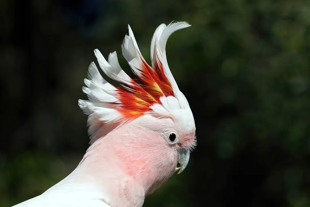 4. Major Mitchell's Cockatoo (Pink Cockatoo) - Up to 83 Years (Image Credits: Unsplash)