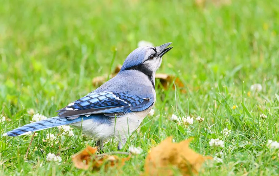 Decoding the Variations in Alarm Calls (Image Credits: Pexels)