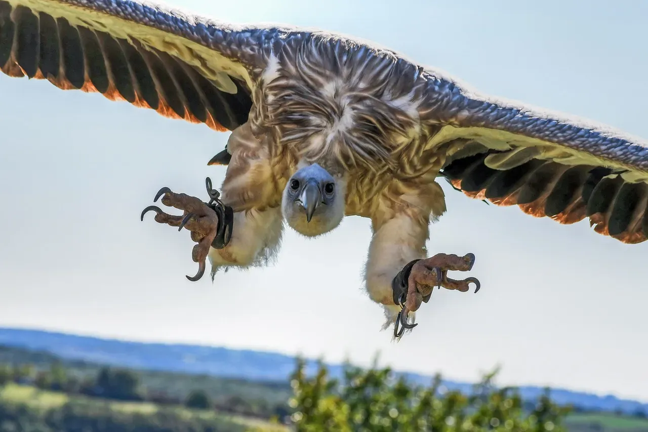 2. A Master of Effortless Flight (Image Credits: Pixabay)
