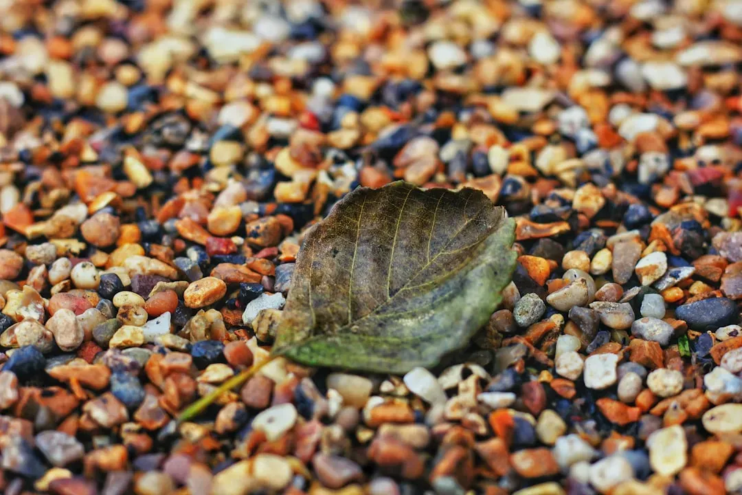 The Crab: Cancer and the Turtle's Protection (Image Credits: Unsplash)