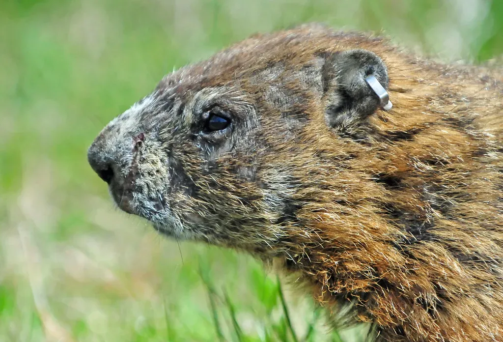Indiana's Agricultural Groundhog Haven (Image Credits: Flickr)