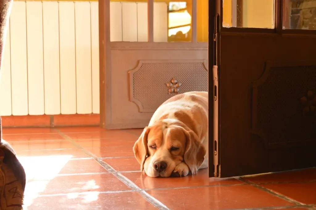 Reading the Signs in Your Own Dog (Image Credits: Rawpixel)