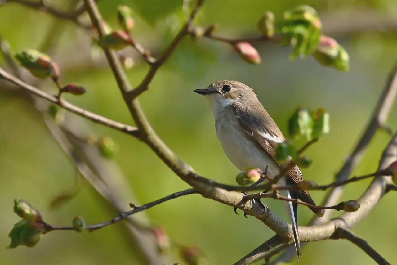 #19 - Pied Flycatcher: A Timing Mismatch Turning Deadly (Image Credits: Pixabay)