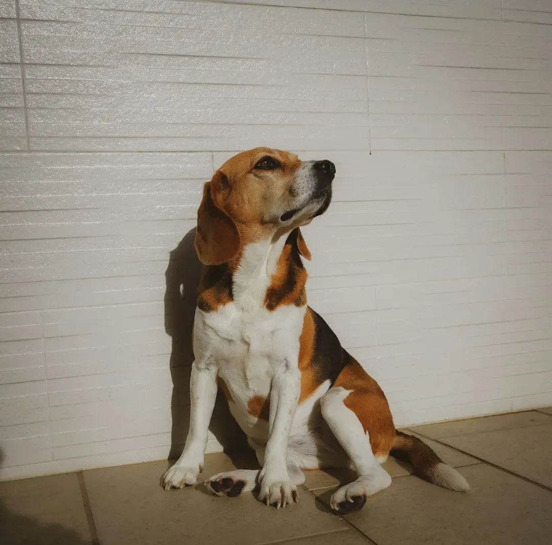 13. Beagle (Image Credits: Unsplash)