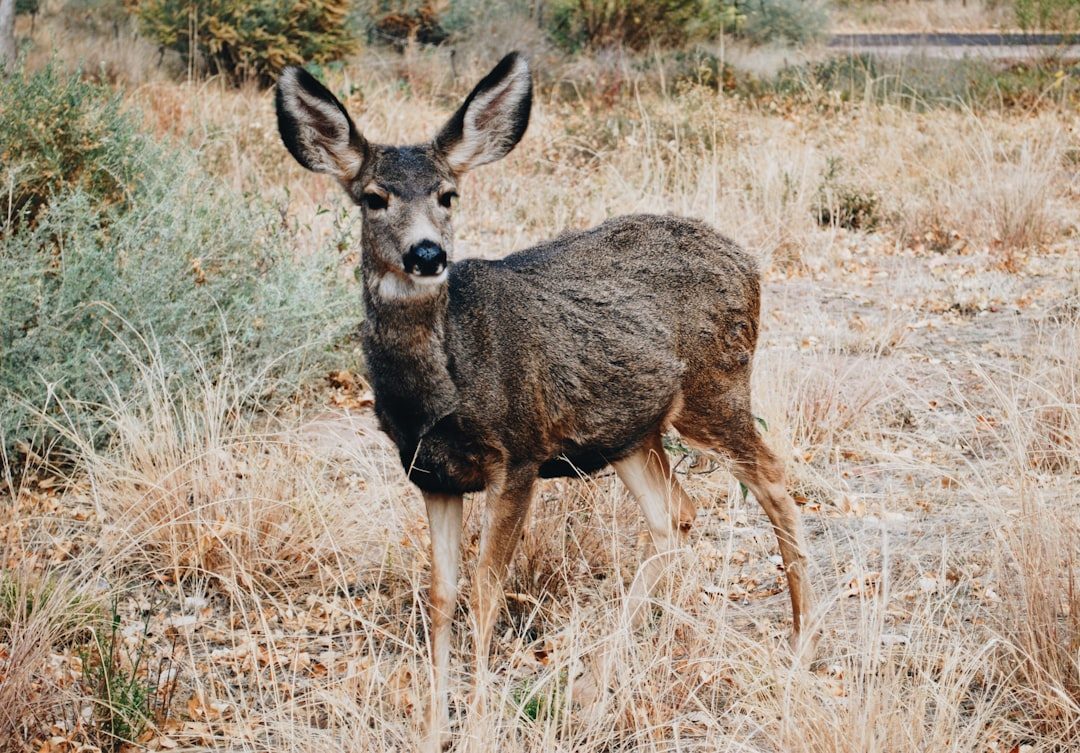The Deer (May 21 - June 20) (Image Credits: Unsplash)