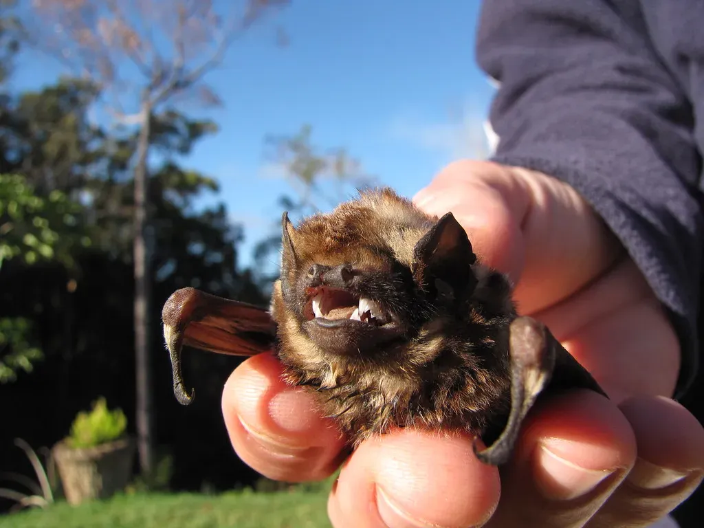 7. Hawaiian Hoary Bat ('Ōpe'ape'a) (Starr Environmental, Flickr, CC BY 2.0)