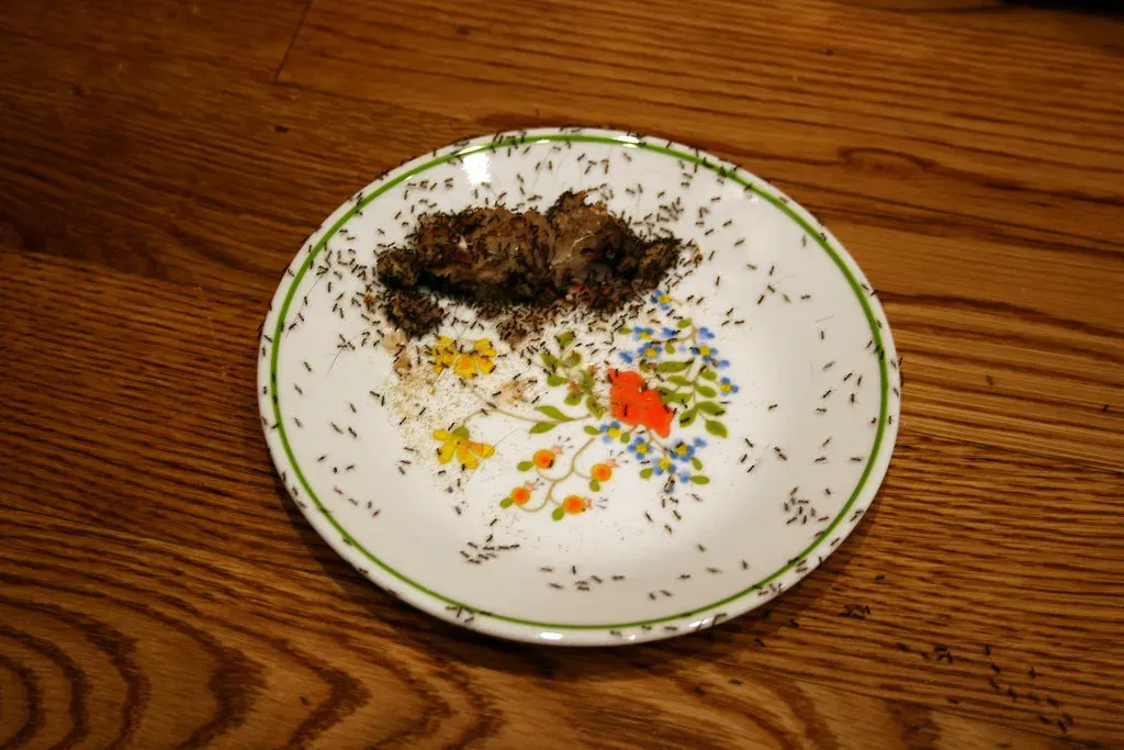 2. Use Bait Traps to Target the Whole Colony (someToast, Flickr, CC BY-SA 2.0)