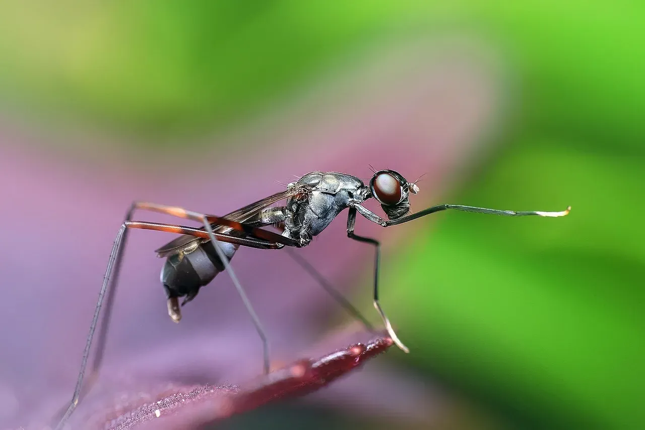Ants: The Tiniest Contenders (Image Credits: Pixabay)