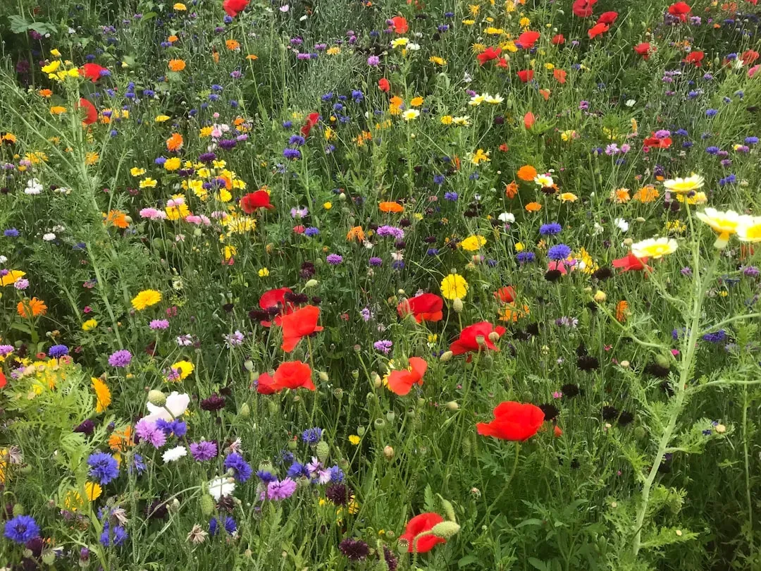 3. Reduce Your Lawn and Let Wildflowers Take Over (Image Credits: Unsplash)