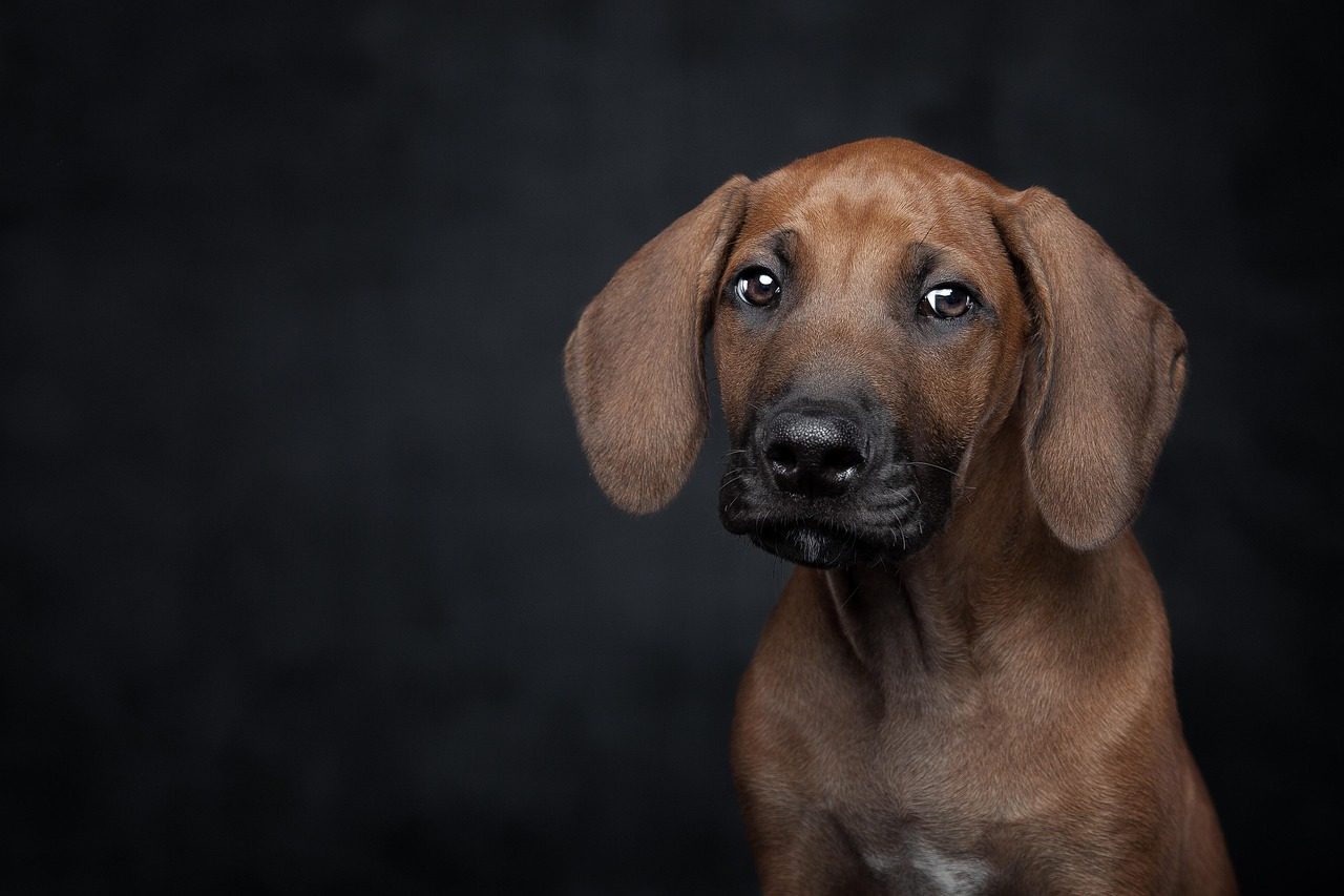 Dogs Don't Actually Feel Guilty (Image Credits: Pixabay)