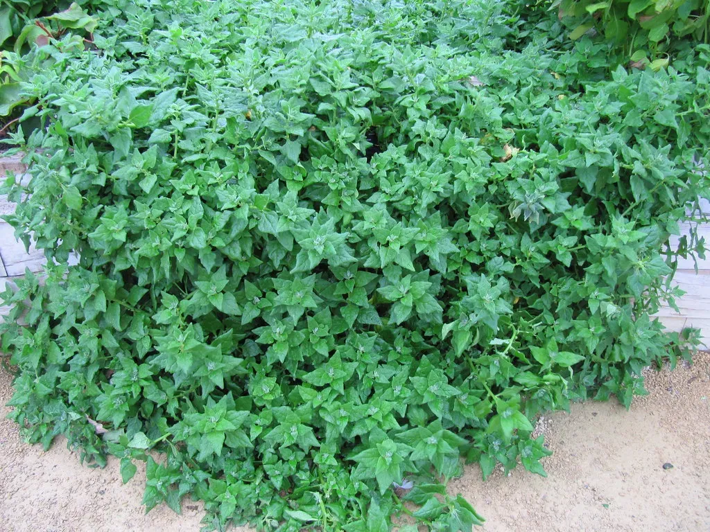 New Zealand Spinach: The Heat-Proof Green Nobody Grows (wallygrom, Flickr, CC BY-SA 2.0)