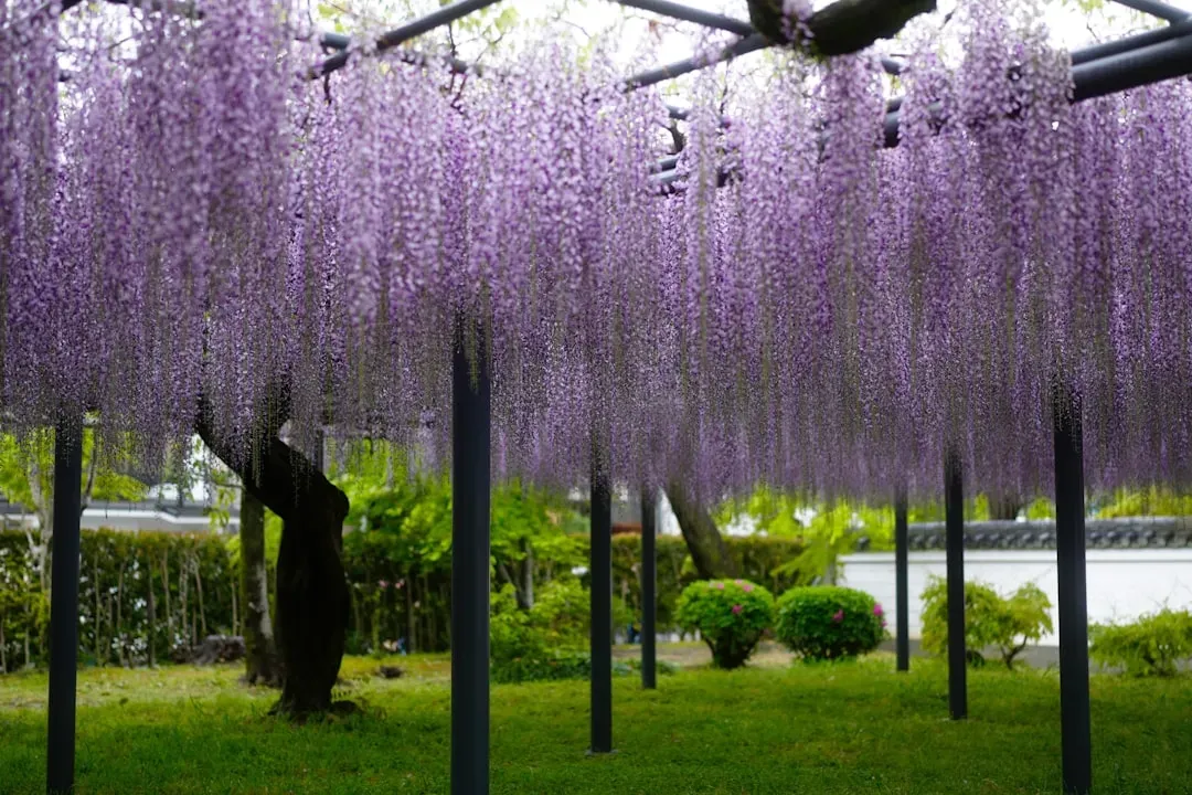 #3 Gemini (May 21 – June 20): The Wisteria (Image Credits: Unsplash)