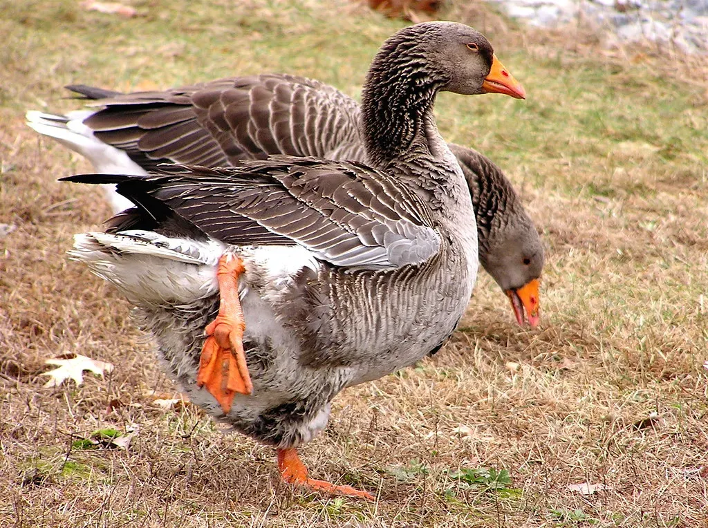 Head Bobbing: The Prelude to a Charge (Muffet, Flickr, CC BY 2.0)