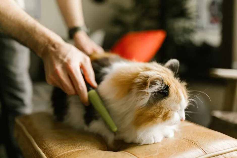 6. Keep Up Gentle Daily Grooming (Image Credits: Pexels)