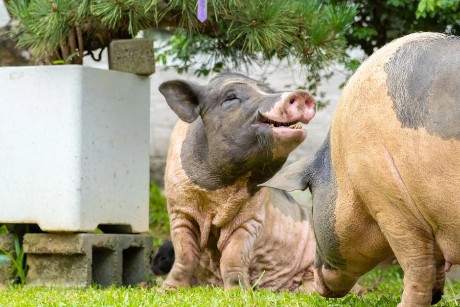 Pigs: Intelligent and Self-Aware (Image Credits: Pexels)
