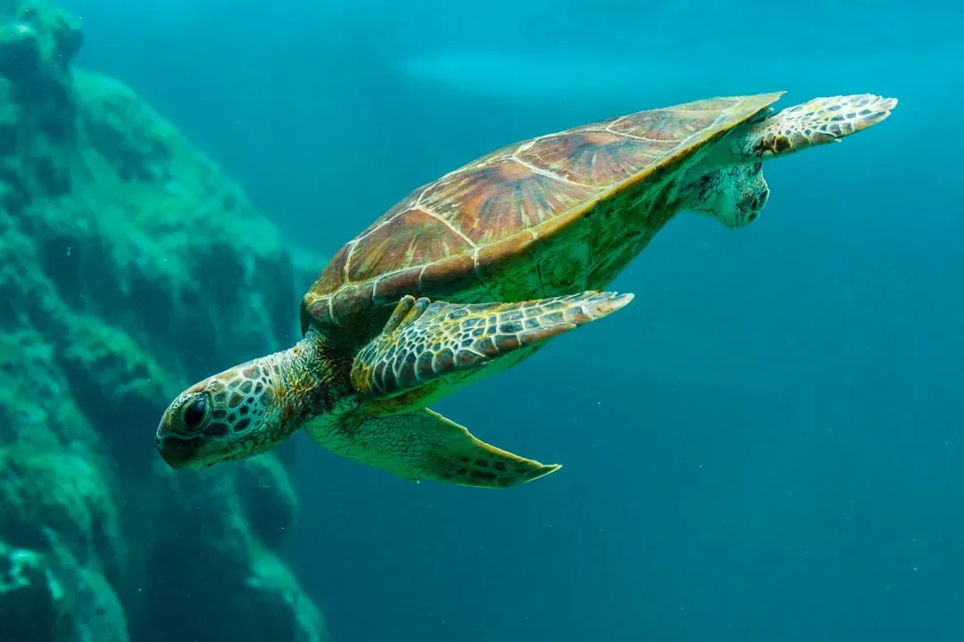 #7: Green Sea Turtles Are Named for What They Eat, Not What They Look Like (Image Credits: Unsplash)